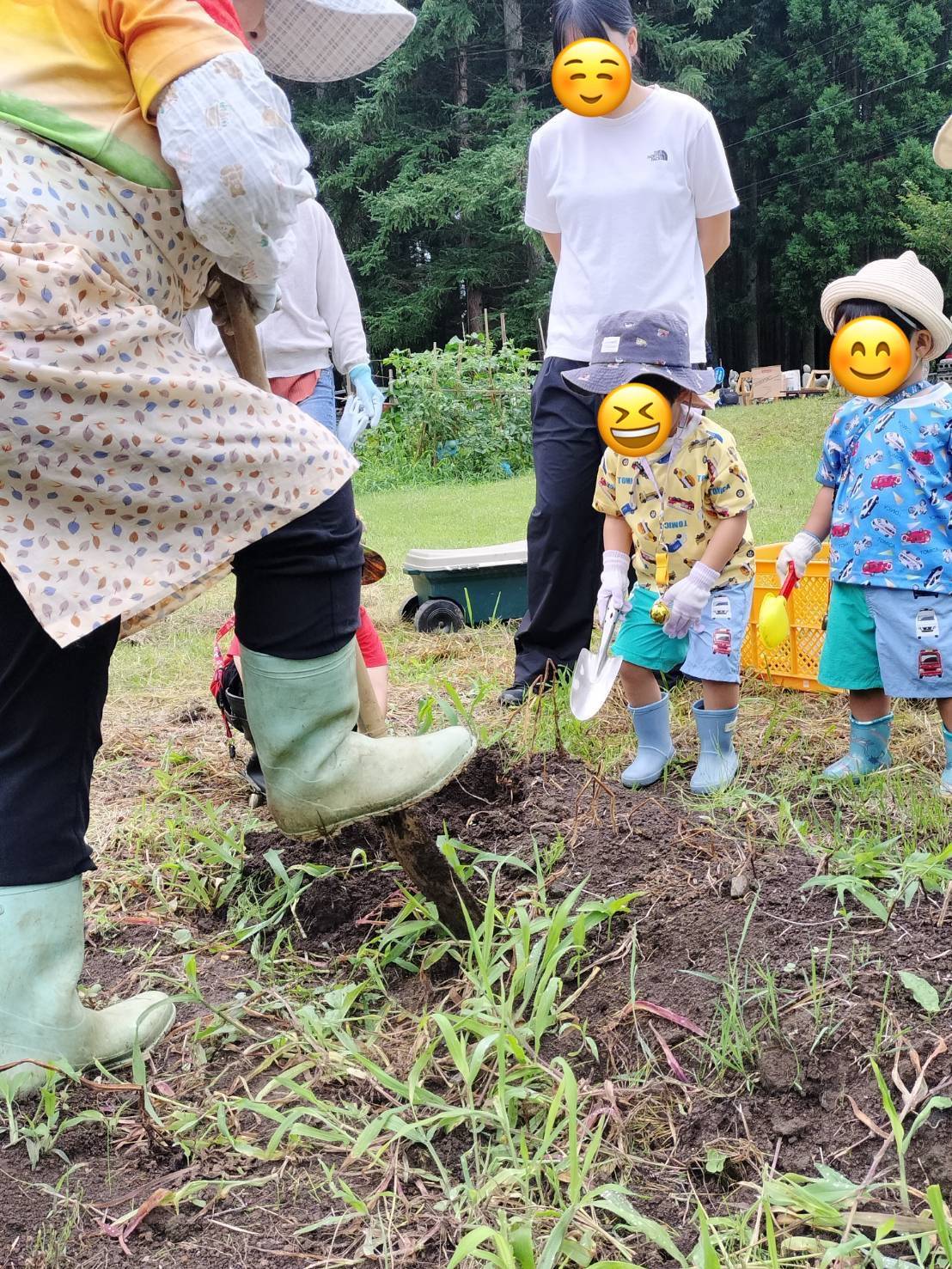 収穫祭でみんなで野菜を収穫している様子2
